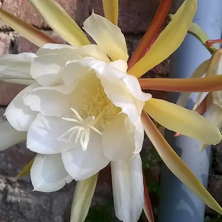 Lägenhet Am Tor Zum Erzgebirge